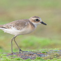 Tibetan_Sand_Plover-210912-120MSDCF-FRY01682-W.jpg