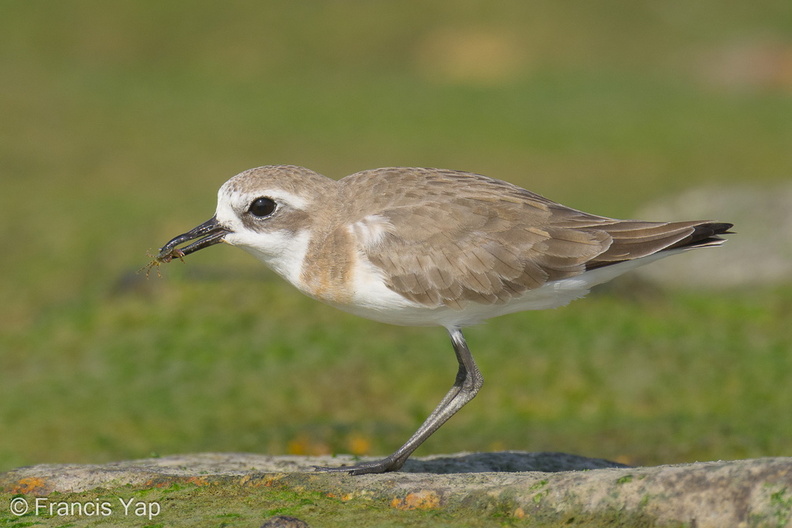 Tibetan_Sand_Plover-220806-152MSDCF-FYP00879-W.jpg