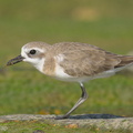 Tibetan_Sand_Plover-220806-152MSDCF-FYP00879-W.jpg