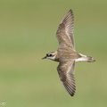 Tibetan_Sand_Plover-240901-245MSDCF-FYP04524-W.jpg