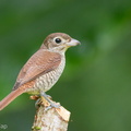 Tiger_Shrike-100925-103EOS7D-IMG_4094-W.jpg