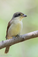 Tiger Shrike-160924-104EOS1D-F1X26894-W.jpg