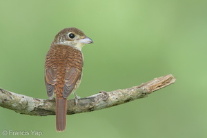 Tiger Shrike-170924-113EOS1D-F1X22176-W.jpg