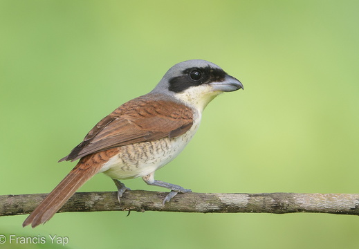 Tiger Shrike