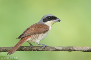 Tiger Shrike-180422-109ND500-FYP_4024-W.jpg