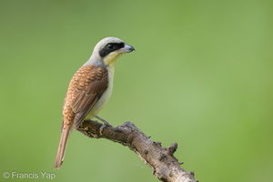 Tiger Shrike-210409-107MSDCF-FRY01522-W.jpg