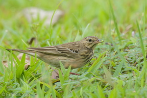 Tree Pipit-211030-126MSDCF-FRY00690-W.jpg