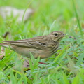 Tree_Pipit-211030-126MSDCF-FRY00690-W.jpg