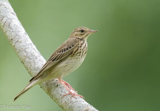 Tree Pipit