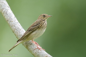 Tree Pipit-211030-126MSDCF-FRY01203-W.jpg