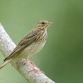 Tree_Pipit-211030-126MSDCF-FRY01203-W.jpg