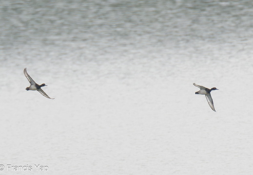 Tufted Duck