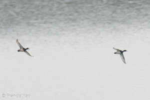 Tufted Duck-231209-211MSDCF-FYP07637-W.jpg