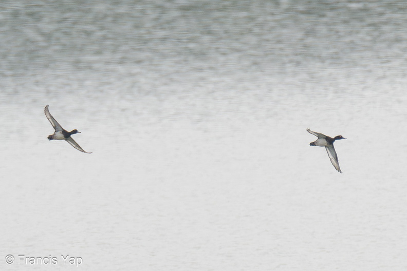 Tufted_Duck-231209-211MSDCF-FYP07637-W.jpg