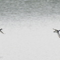 Tufted_Duck-231209-211MSDCF-FYP07637-W.jpg