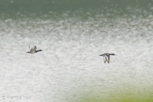 Tufted Duck-231209-211MSDCF-FYP07708-W.jpg