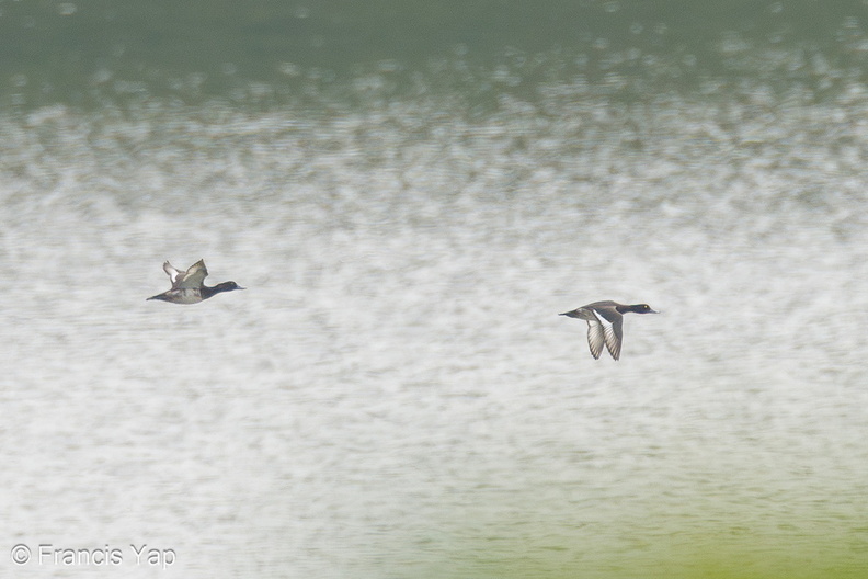 Tufted_Duck-231209-211MSDCF-FYP07708-W.jpg