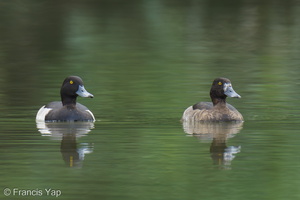 Tufted Duck-241114-251MSDCF-FYP09652-W.jpg