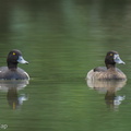 Tufted_Duck-241114-251MSDCF-FYP09652-W.jpg