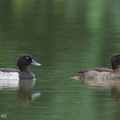 Tufted_Duck-241114-251MSDCF-FYP09808-W.jpg