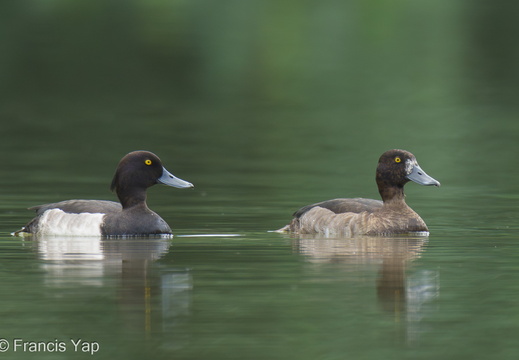 Tufted Duck