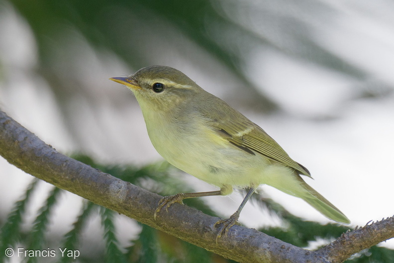 Two-barred_Warbler-240505-227MSDCF-FYP04939-W.jpg