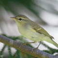 Two-barred_Warbler-240505-227MSDCF-FYP04939-W.jpg