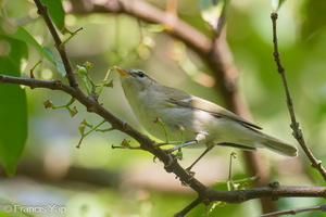 Two-barred Warbler-240506-227MSDCF-FYP06395-W.jpg