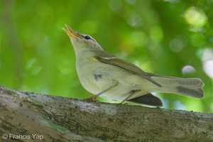 Two-barred Warbler-240506-227MSDCF-FYP06525-W.jpg