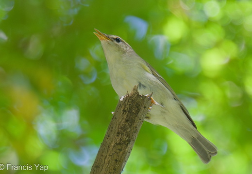 Two-barred Warbler