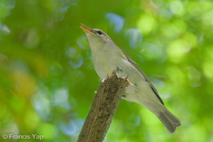 Two-barred Warbler-240506-227MSDCF-FYP06627-W.jpg