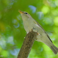 Two-barred_Warbler-240506-227MSDCF-FYP06627-W.jpg