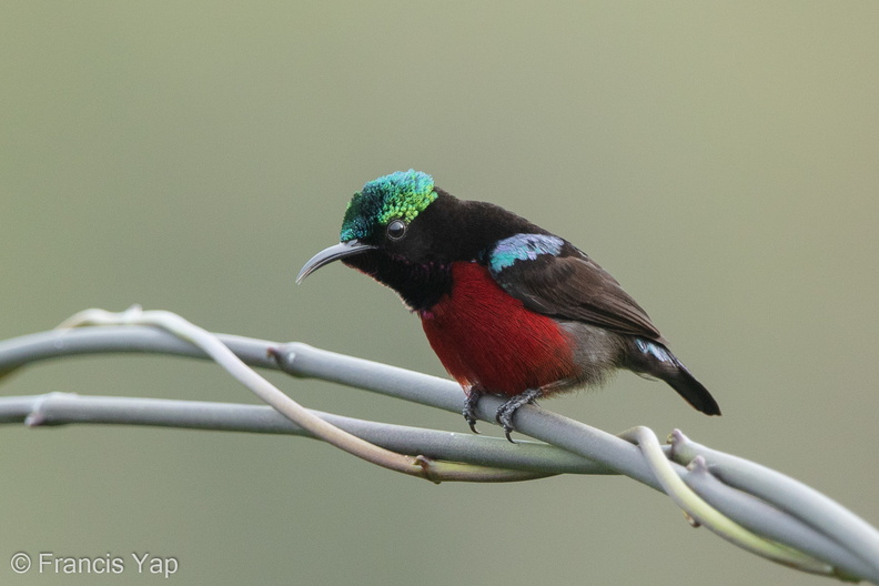 Van_Hasselts_Sunbird-160224-102EOS5D-FY5S2576-W.jpg