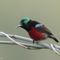 Van_Hasselts_Sunbird-160224-102EOS5D-FY5S2576-W.jpg