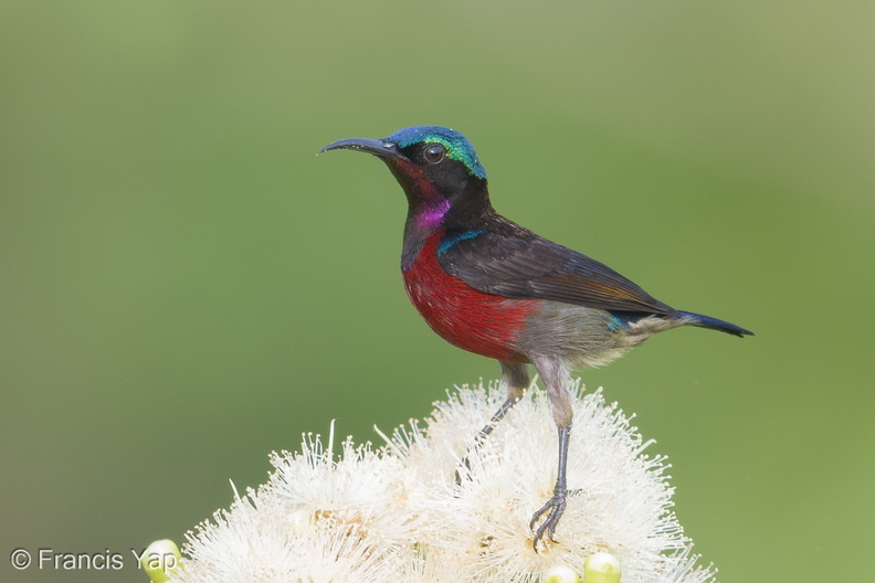Van_Hasselts_Sunbird-180401-108ND500-FYP_9095-W.jpg