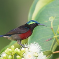 Van_Hasselts_Sunbird-180401-108ND500-FYP_9223-W.jpg