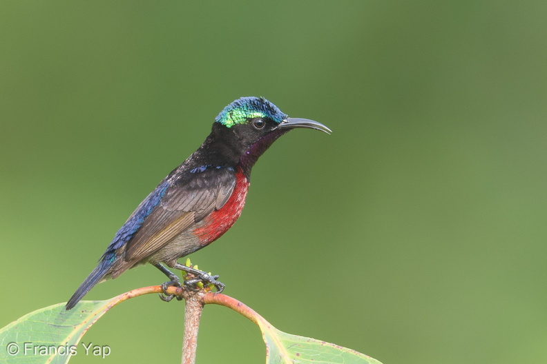 Van_Hasselts_Sunbird-180523-109ND500-FYP_8526-W.jpg