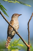 Violet Cuckoo-130830-110EOS1D-FY1X0202-W.jpg