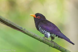 Violet Cuckoo-150104-119EOS1D-FY1X8329-W.jpg