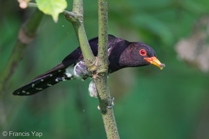 Violet Cuckoo-150104-119EOS1D-FY1X8593-W.jpg