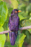 Violet Cuckoo-180321-108ND500-FYP_4613-W.jpg