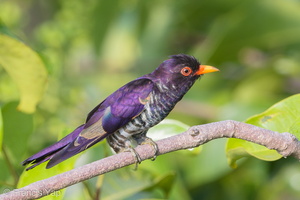 Violet Cuckoo-180321-108ND500-FYP_4883-W.jpg