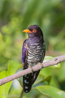 Violet Cuckoo-180321-108ND500-FYP_5029-W.jpg