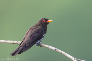 Violet Cuckoo-190710-118ND500-FYP_3773-W.jpg