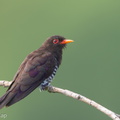 Violet_Cuckoo-190710-118ND500-FYP_3773-W.jpg