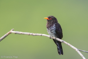 Violet Cuckoo-190710-118ND500-FYP_4044-W.jpg