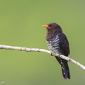 Violet_Cuckoo-190710-118ND500-FYP_4044-W.jpg