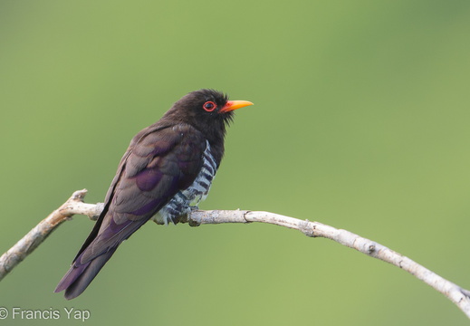 Violet Cuckoo