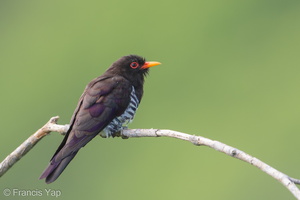 Violet Cuckoo-190710-118ND500-FYP_4329-W.jpg