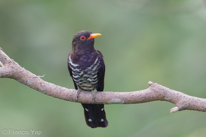 Violet Cuckoo-190909-120ND500-FYP_0960-W.jpg